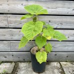 Paulovnia plstnatá (Paulownia tomentosa) ´HULSDONK´ - výška 30-50 cm, kont. C3L (-20°C)